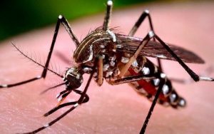 Muỗi vằn - nguyên nhân chính gây bệnh sốt xuất huyết