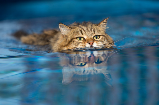 Mèo có thể bơi
