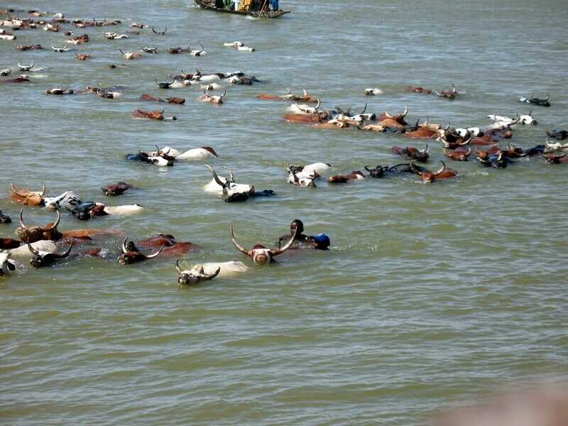 Đàn bò đang bơi dưới sông