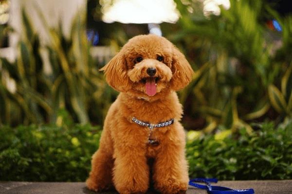 Cách huấn luyện chó cảnh poodle nghe lời, dễ dạy đơn giản tại nhà