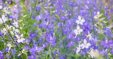 hoa-violet-1
