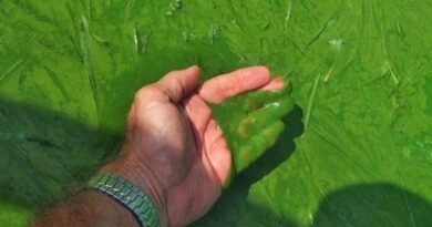 Sử dụng formalin sát trùng ao nuôi hiệu quả và an toàn nhất