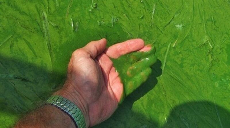 Sử dụng formalin sát trùng ao nuôi hiệu quả và an toàn nhất