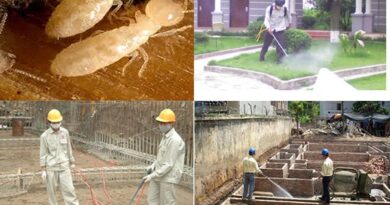 Phòng chống mối mọt