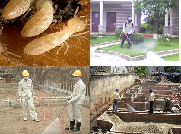 Phòng chống mối mọt